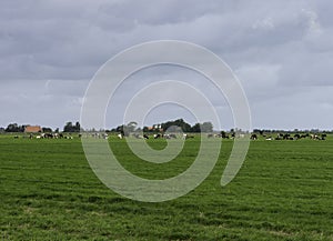 Group of cows in Holland