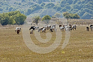 Group cows in the meadow