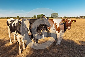 A group of cows in the midday sun