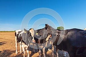 A group of cows in the midday sun