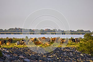 A group of cows near a river