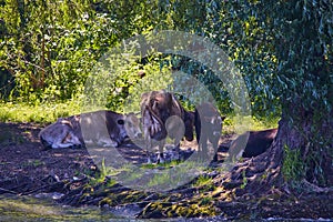 A group of cows near a river