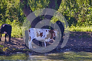 A group of cows near a river