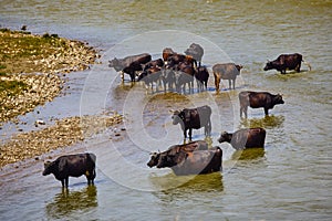 A group of cows near a river