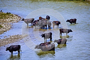 A group of cows near a river