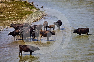 A group of cows near a river