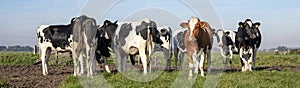 Group of cows, one red cow stepping out in a herd of black and white cows in a pasture under a blue sky