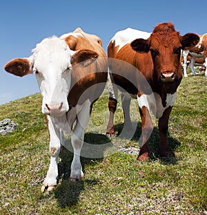 Group of cows on pasture