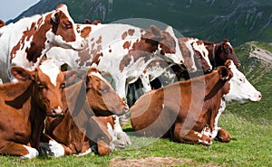 Group of cows on pasture