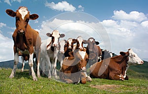 Group of cows on pasture