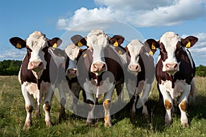 Group of cows poses charmingly for the camera