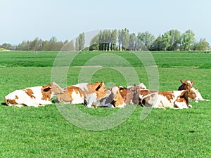 Group of cows