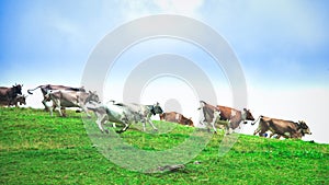 Group of cows running downhill on a mountain meadow