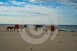 Cows on the sandy beach