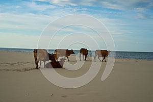 Cows on the sandy beach