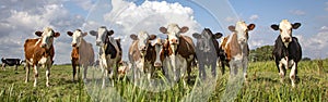 Group of cows stand upright on the edge of a meadow in a pasture, a panoramic wide view