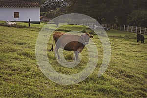 Group of cows standing in a grassy field.