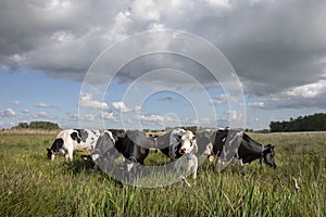 Group of cows standing in the high reeds under a dark rainy sky in the Nieuwkoopse Plassen in the Netherlands