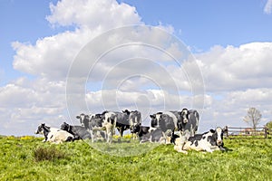 Group cows standing and lying in the tall grass of a green field, the herd side by side cozy together