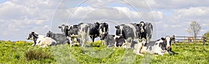 Group cows standing and lying in the tall grass of a green field, the herd side by side cozy together