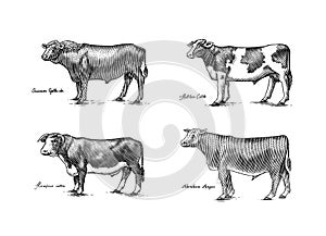 A Group Of Cows Standing Next To Each Other On A White Background. Farm cattle bulls. Different breeds of domestic