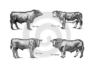 A Group Of Cows Standing Next To Each Other On A White Background. Farm cattle bulls. Different breeds of domestic