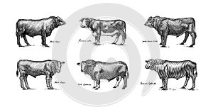 A Group Of Cows Standing Next To Each Other On A White Background. Farm cattle bulls. Different breeds of domestic