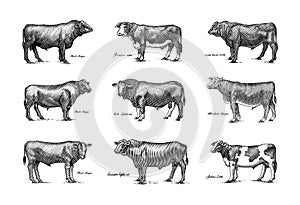 A Group Of Cows Standing Next To Each Other On A White Background. Farm cattle bulls. Different breeds of domestic