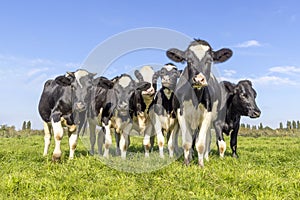Group of cows together in a field, happy and joyful and a blue cloudy sky