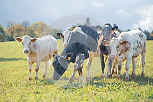 Group of cows together gathering in a field