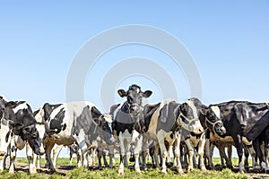 Group of cows together gathering in a field, happy and joyful and a blue sky, cows in a row next to each other in a pasture