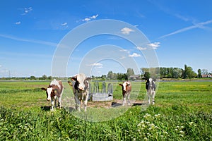 Cows in typical Dutch landscape