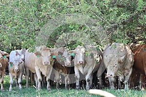 Protected Herd