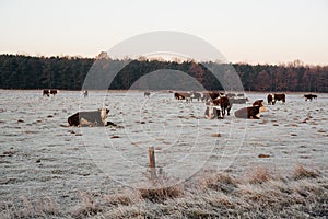 Group of cows on the winter pasture