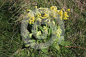 Group of cowslips, primula veris, in full bloom