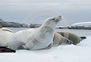 Group crabeater seals.