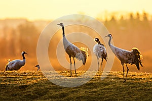 Group of crane birds in the morning on wet grass