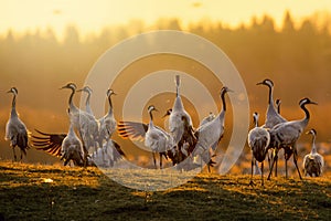 Group of cranes at sunrise in morning light