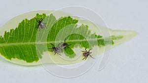 Group of crawling deer ticks on green leaf, white background. Ixodes ricinus photo