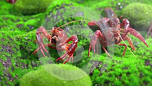 Group of crayfish on green grass, moving after water is splashed on them