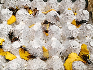 Group of Cricket Acheta domestica on egg pack paper in insect house