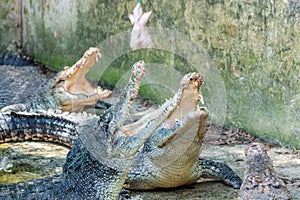 Group of crocodiles during feeding time at the crocodile farm