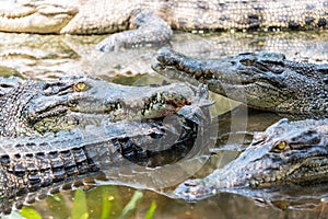 Group of crocodiles laying in the pond at the crocodile farm