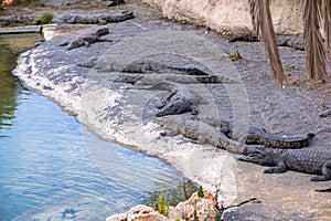 The group of crocodiles rests