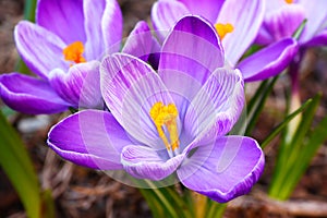 Group of crocus flower Crocus longiflorus Bouquet of purple crocuses