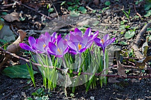 A group of Crocus flowers