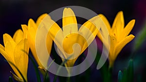 A group of crocus flowers