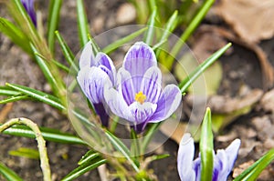 Group of crocus flowers - spring in blossom