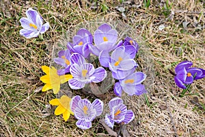 group of crocus flowers, yellow, purple and striped in dry grass