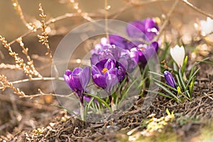 A group of crocuses blooms in spring